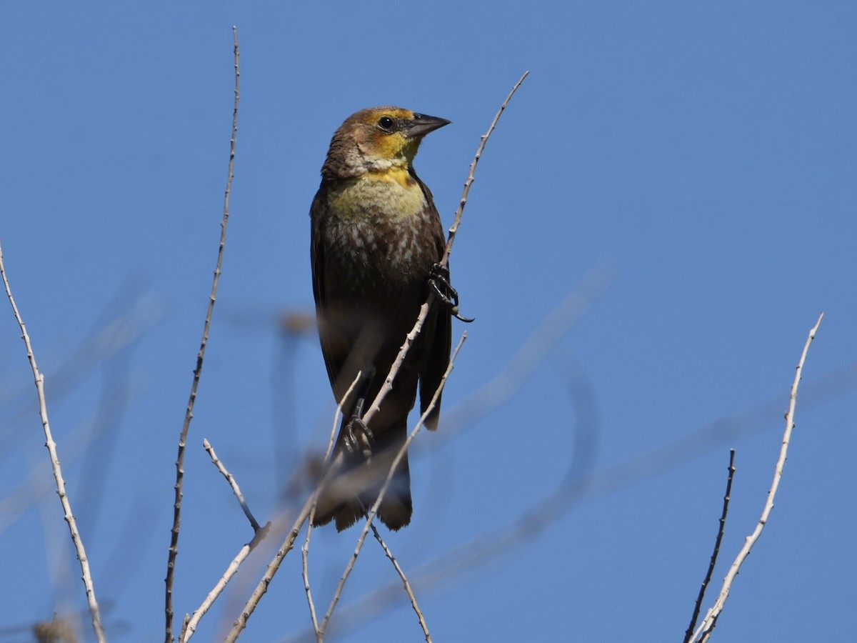 Yellow-headed Blackbird - ML593499851