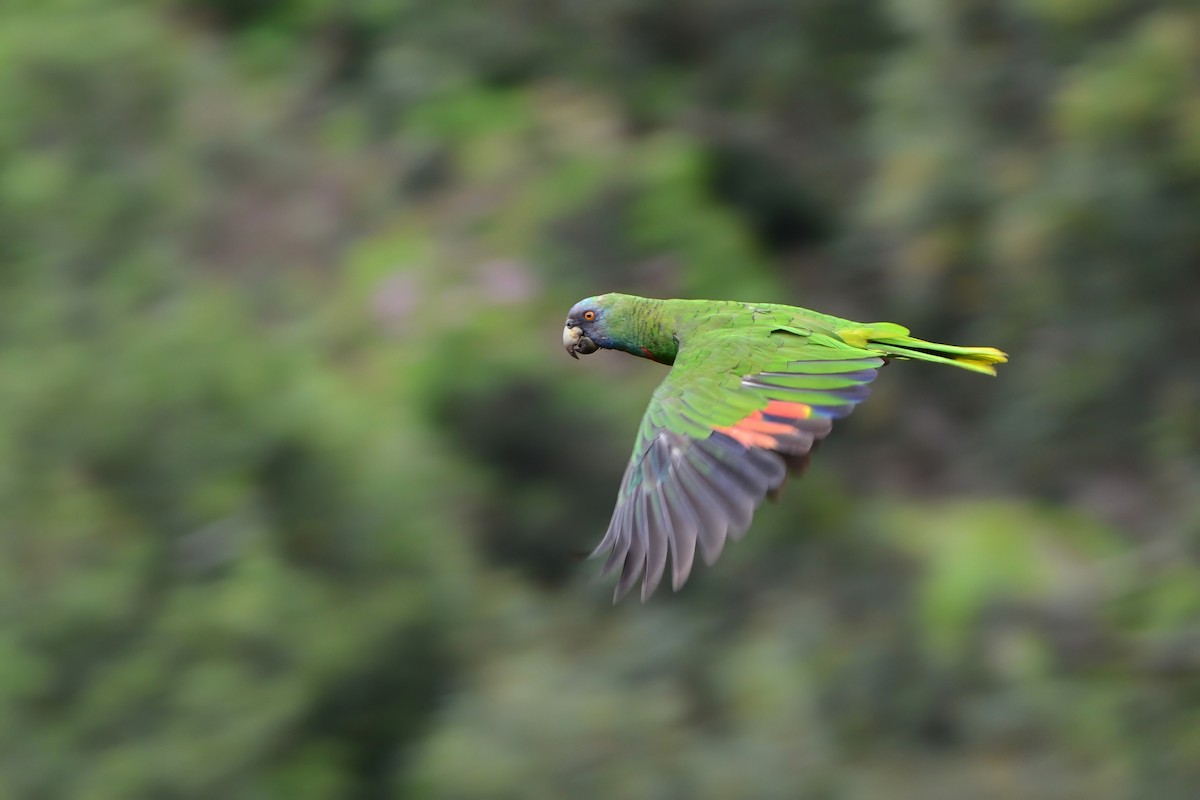 Red-necked Parrot - David Hollie