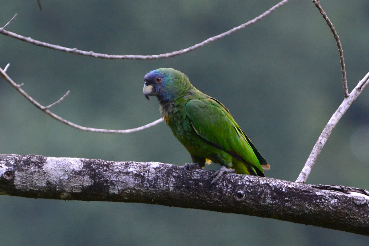 Red-necked Amazon - ML593499901