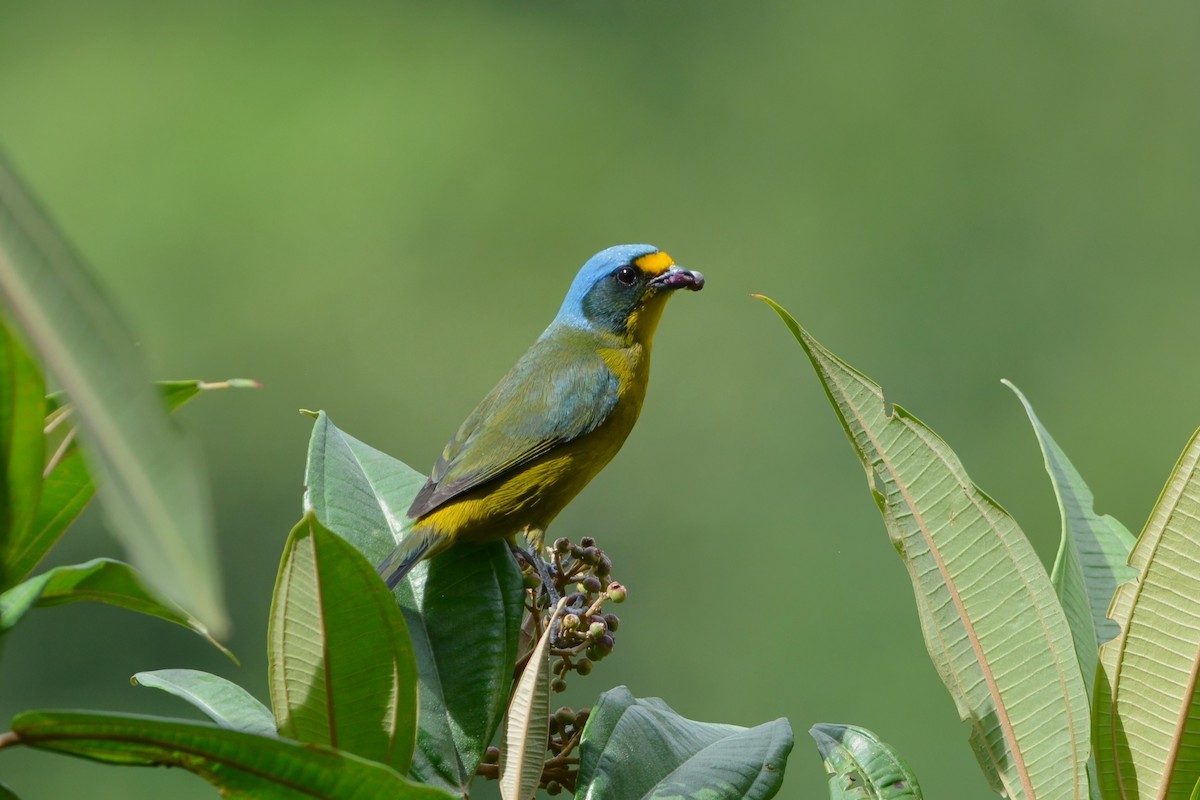 Lesser Antillean Euphonia - David Hollie