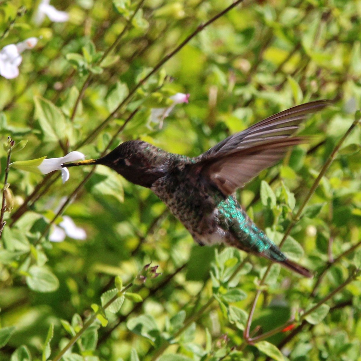 Anna's Hummingbird - ML593501061