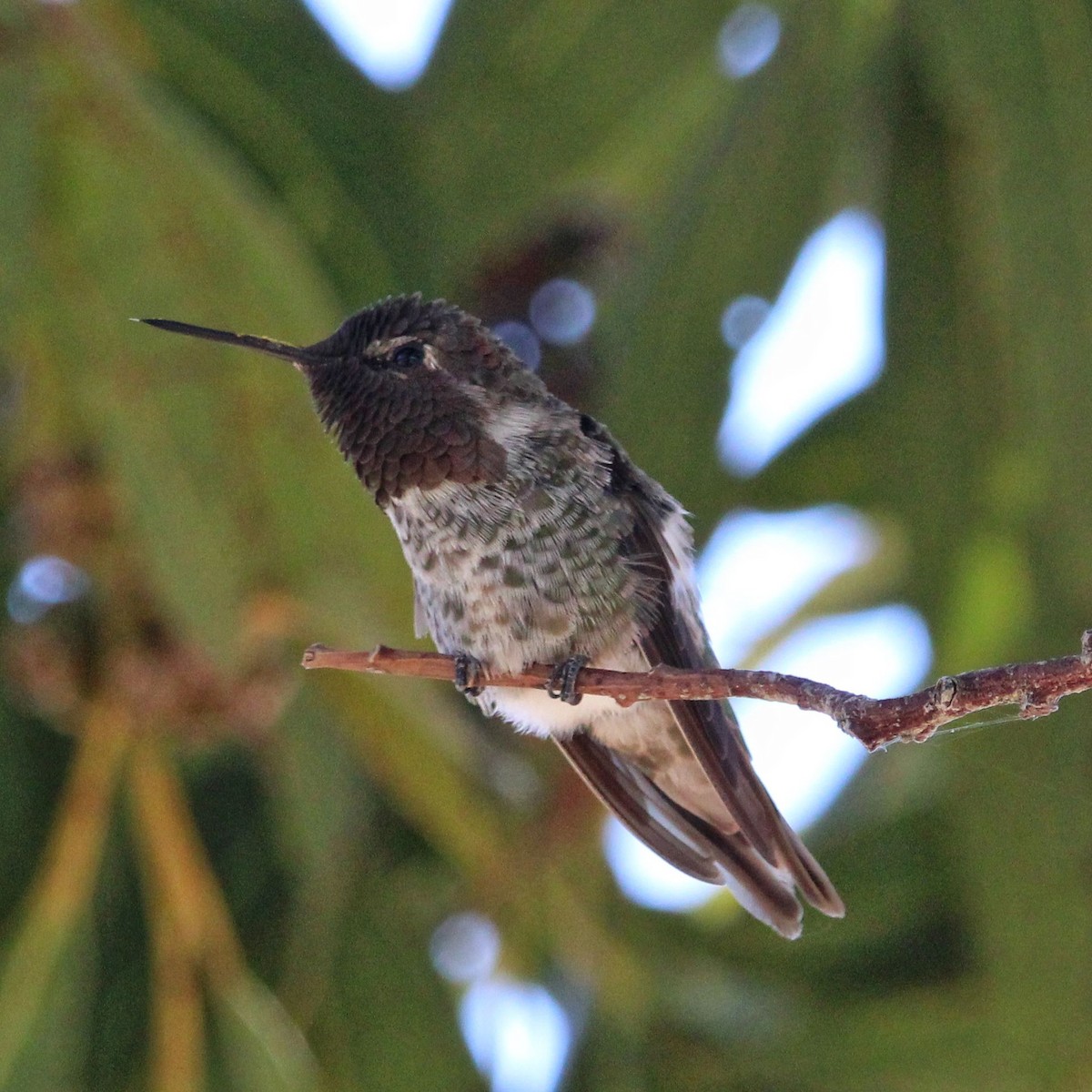 Anna's Hummingbird - Brad Miles