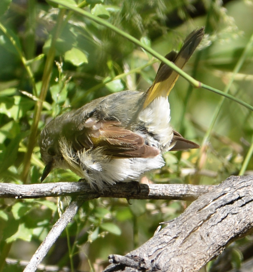 Rotschwanz-Waldsänger - ML593501801