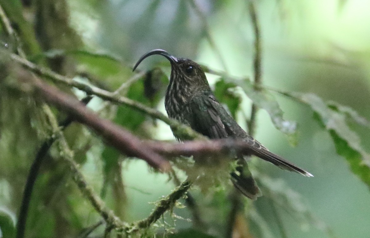 White-tipped Sicklebill - ML593502211