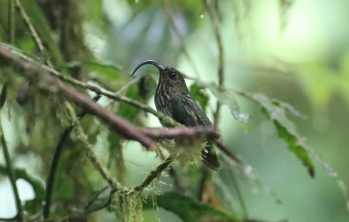 White-tipped Sicklebill - ML593502221