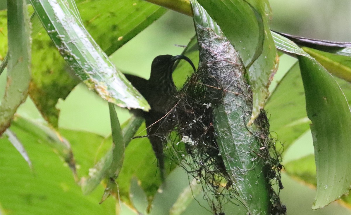 White-tipped Sicklebill - Greg Cook