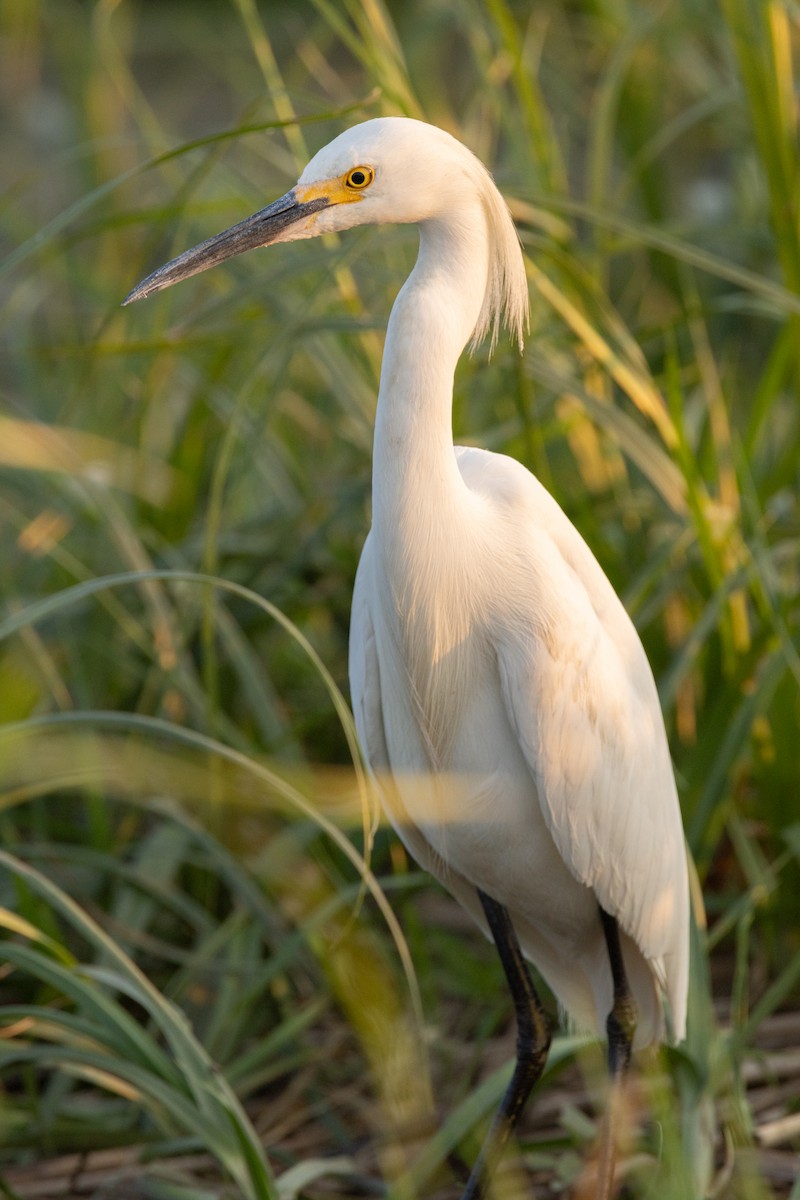 Snowy Egret - ML593502291