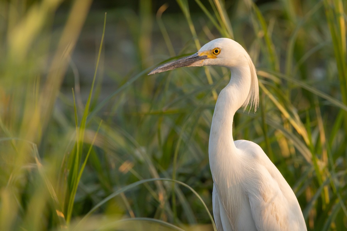 Snowy Egret - ML593502311