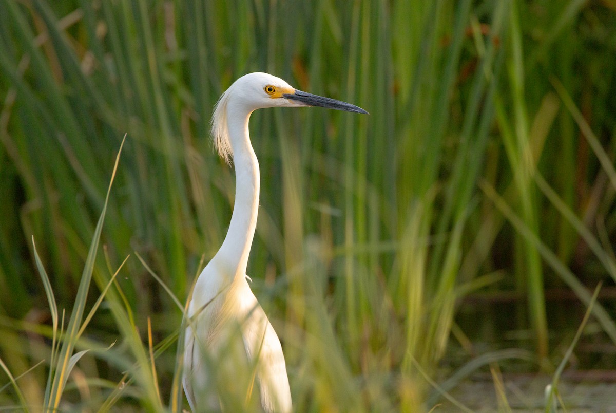 Snowy Egret - ML593502321