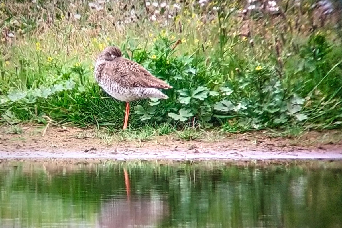 Common Redshank - ML593502431