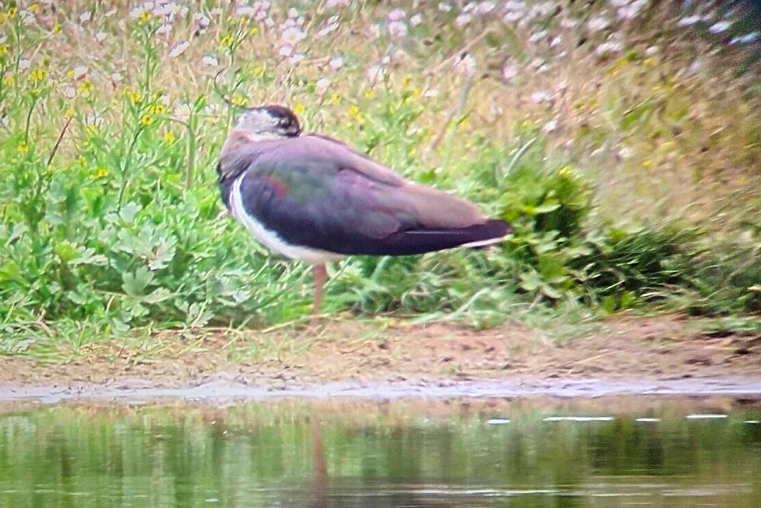 Northern Lapwing - ML593502451