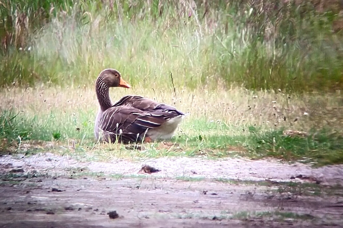 Graylag Goose (European) - ML593502571