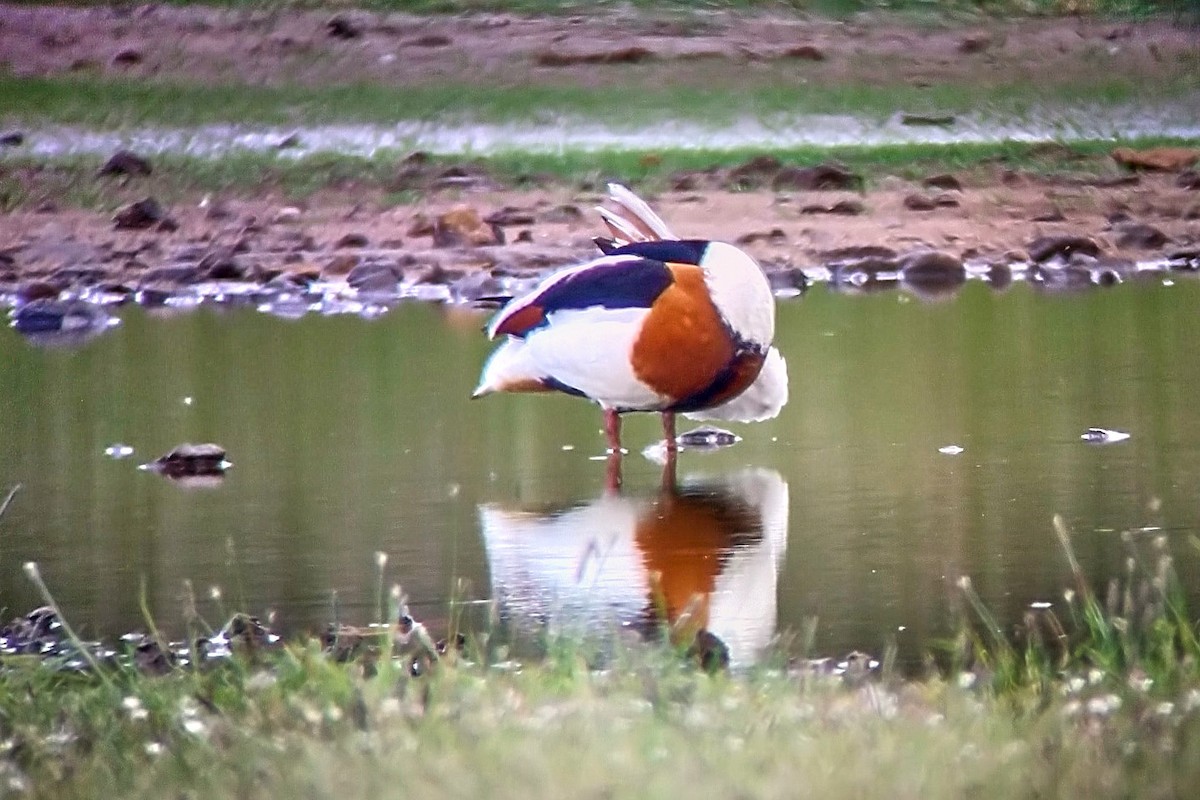 Common Shelduck - ML593502611