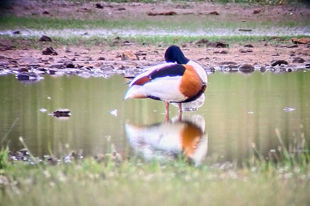 Common Shelduck - ML593502621