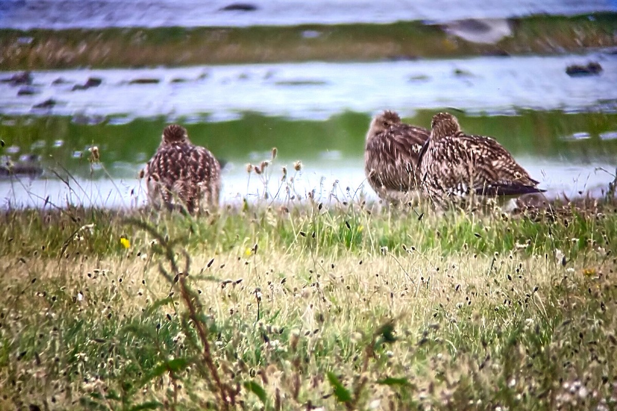 Eurasian Curlew - ML593502721