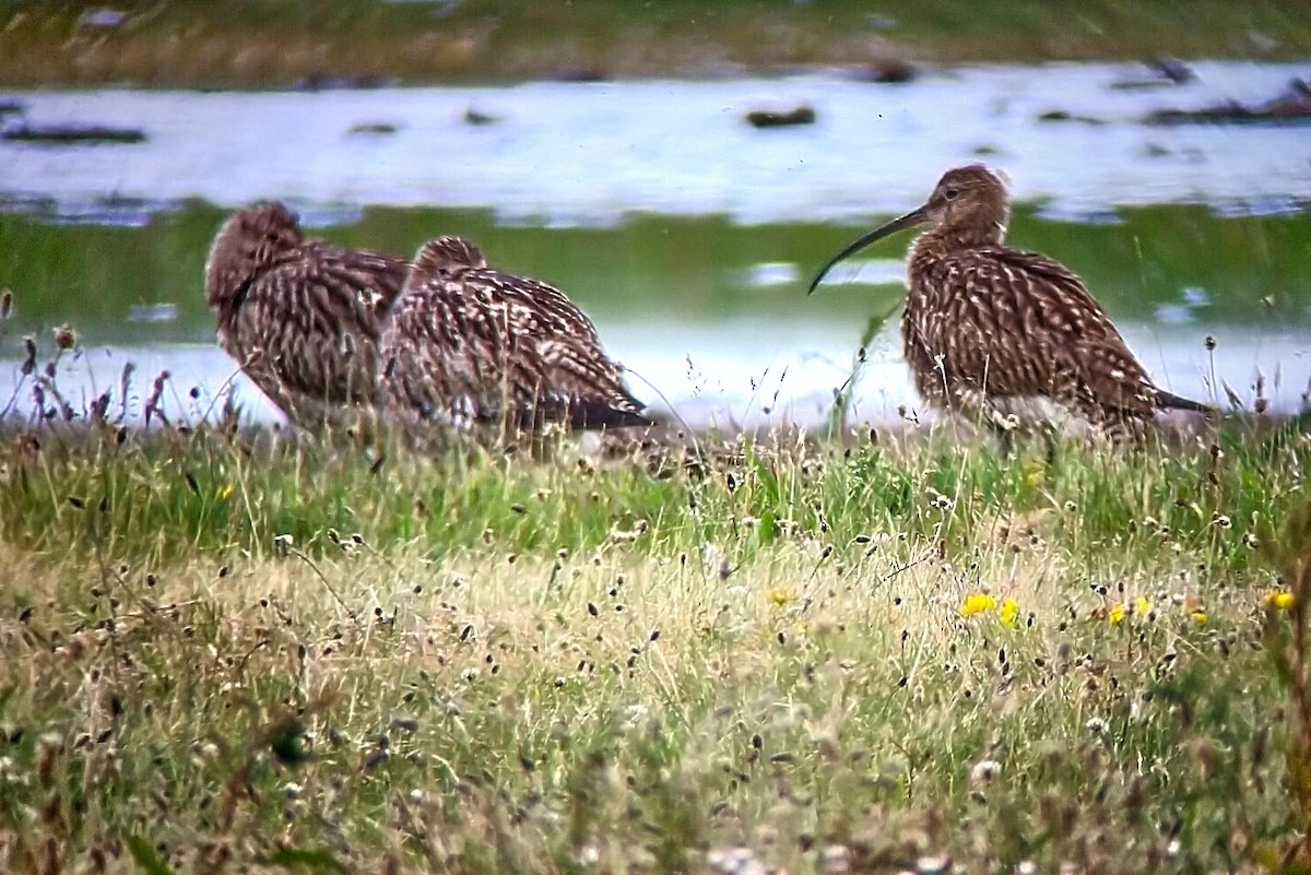 Eurasian Curlew - ML593502731