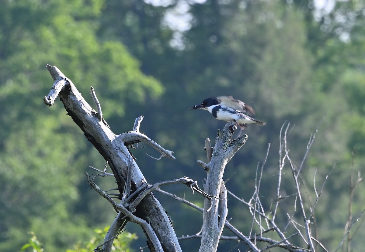 Belted Kingfisher - ML593502951
