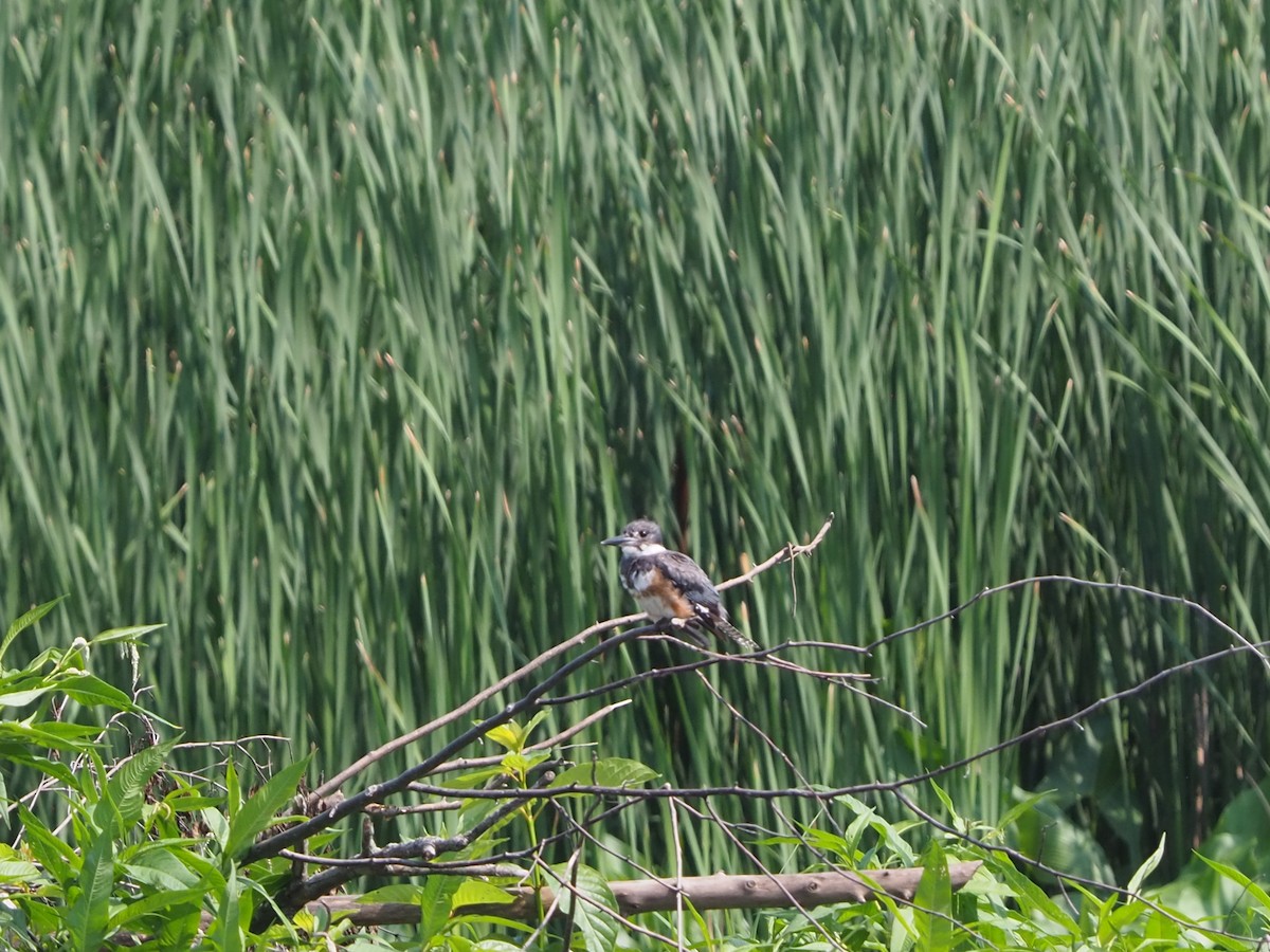 Belted Kingfisher - ML593502961