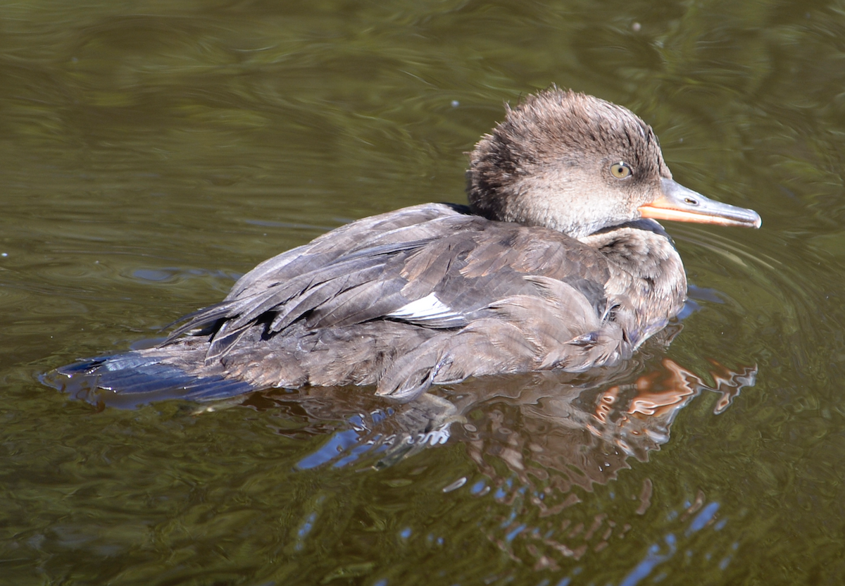 Hooded Merganser - Tim Sunderman