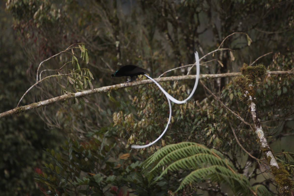 Ribbon-tailed Astrapia - Tim Laman