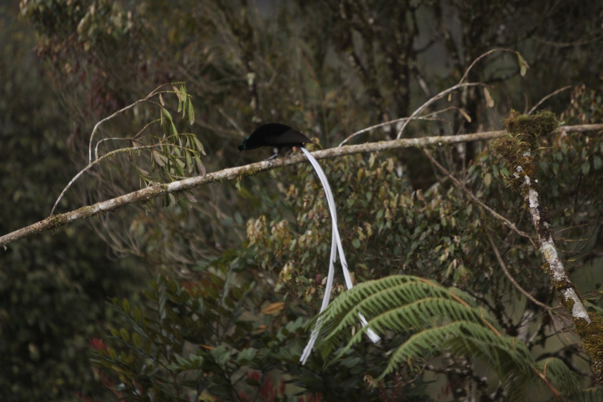 Ribbon-tailed Astrapia - Tim Laman