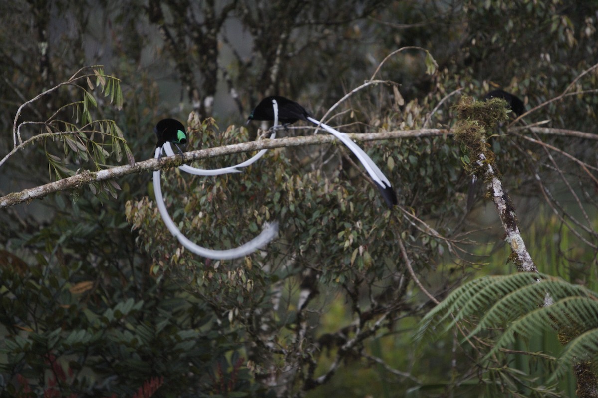 Ribbon-tailed Astrapia - Tim Laman