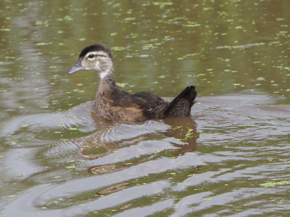 Wood Duck - ML593503921