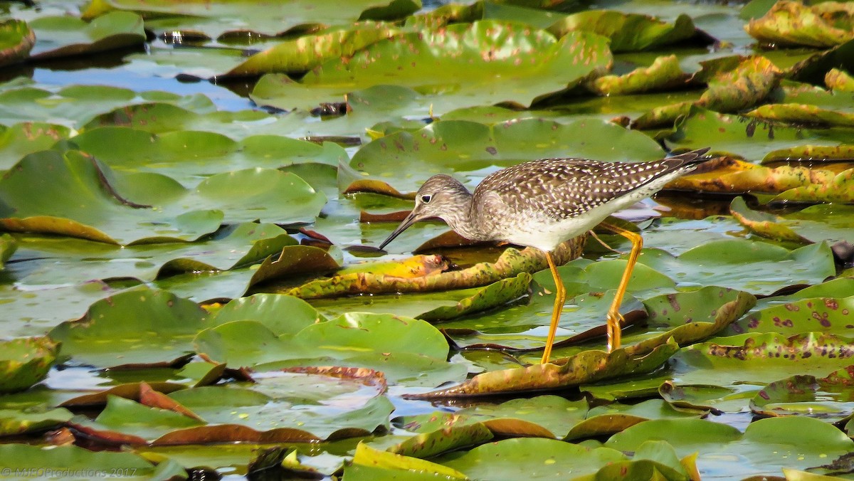 Lesser Yellowlegs - ML593504161