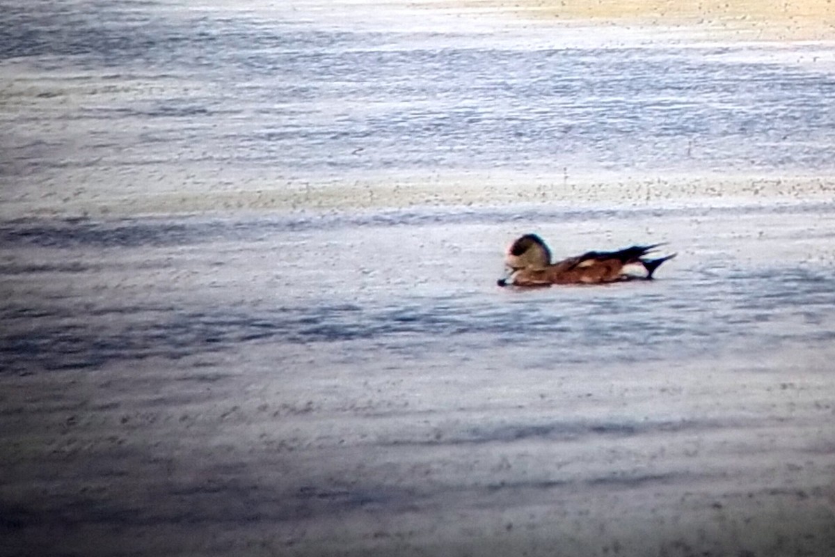 American Wigeon - ML593505561