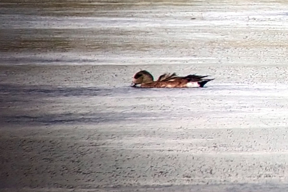 American Wigeon - ML593505571