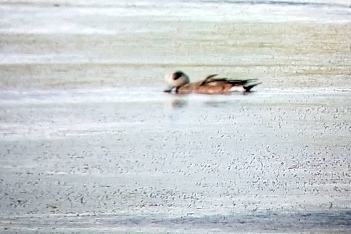 American Wigeon - ML593505581