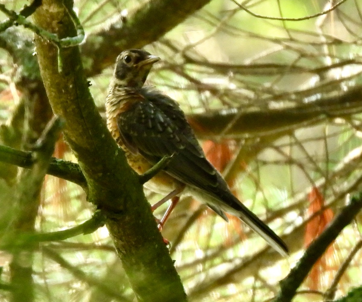 American Robin - ML593506461