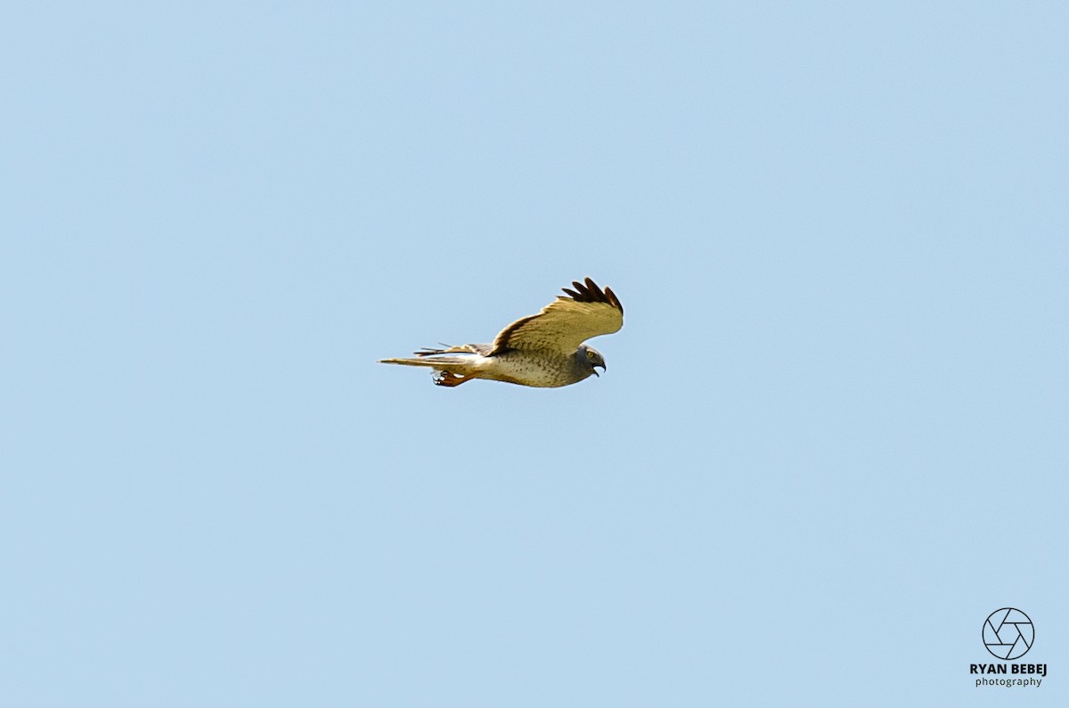 Northern Harrier - ML593507091