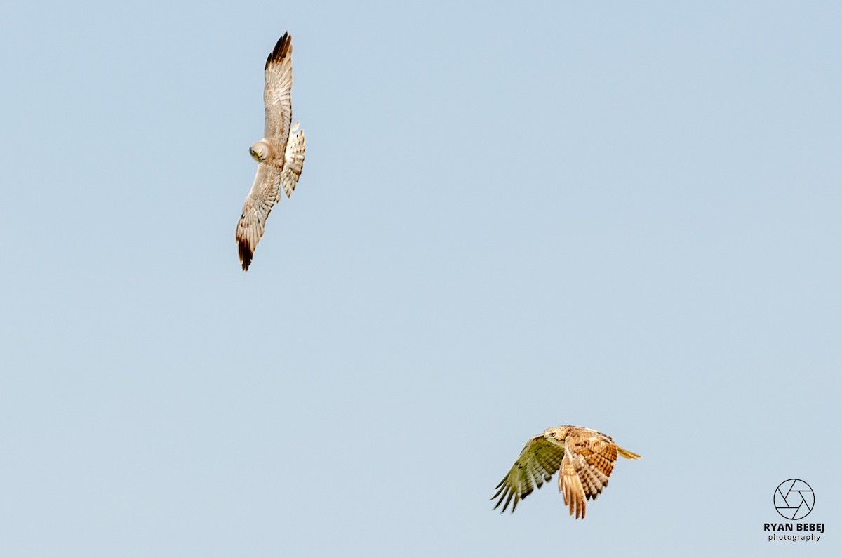 Red-tailed Hawk - ML593507171