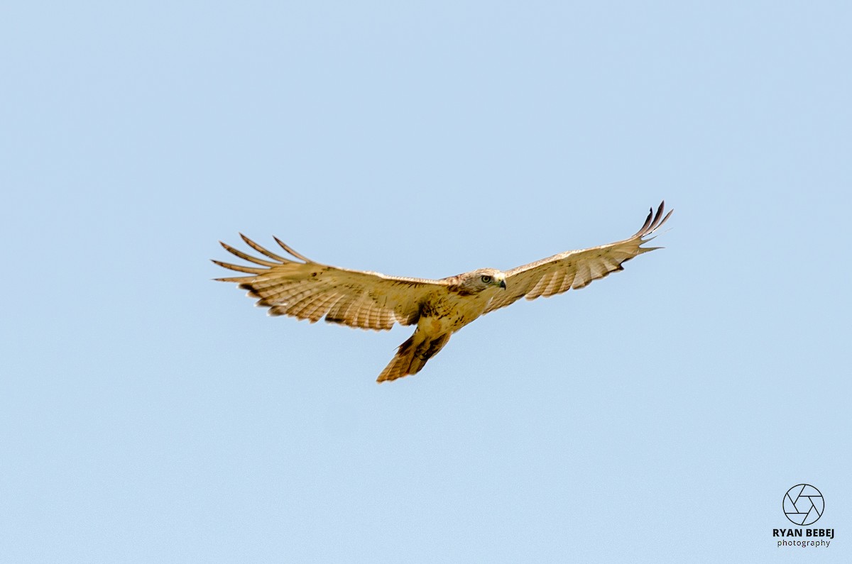 Red-tailed Hawk - ML593507181