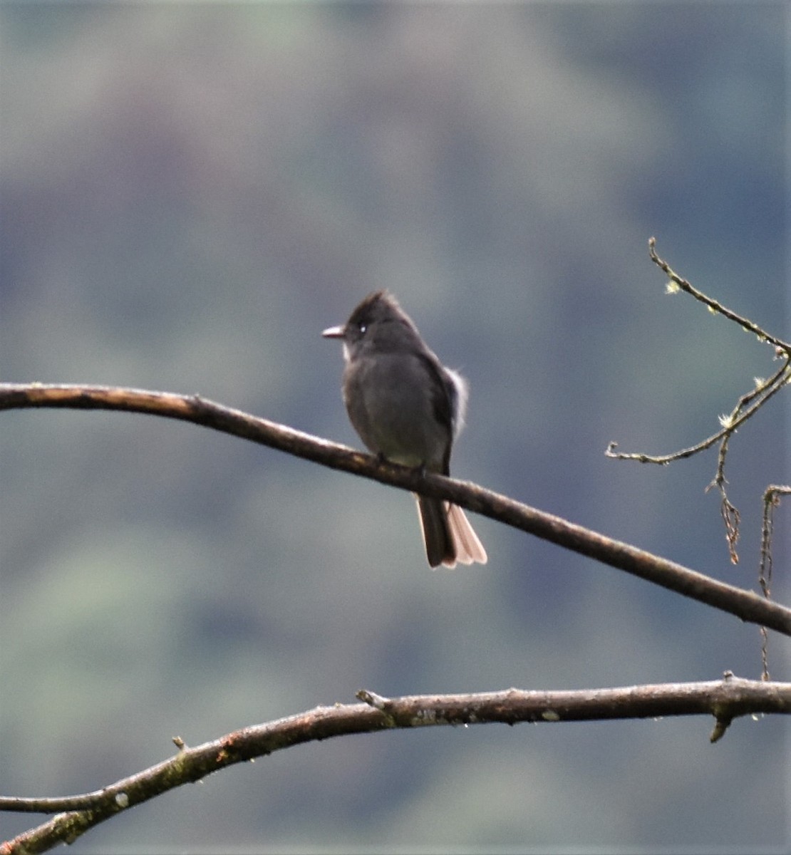 Smoke-colored Pewee - ML593508001