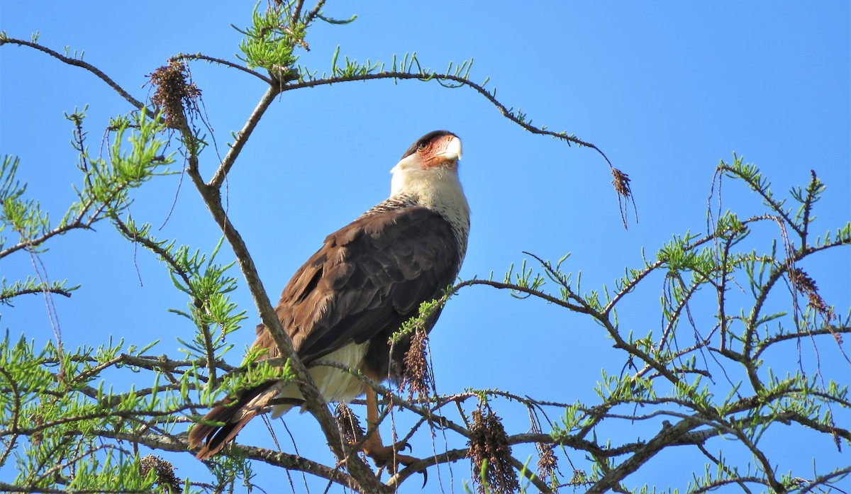 Caracara huppé (cheriway) - ML593508121