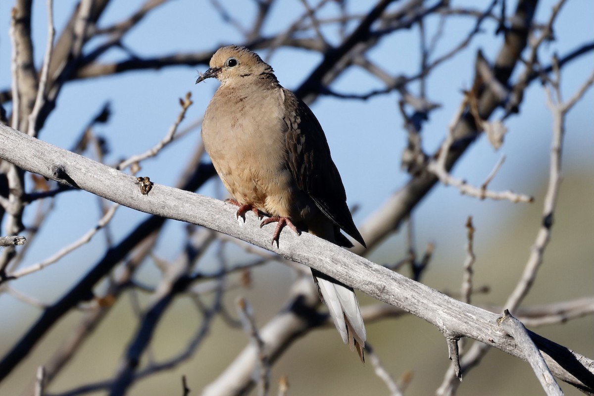 Mourning Dove - Bill Frey