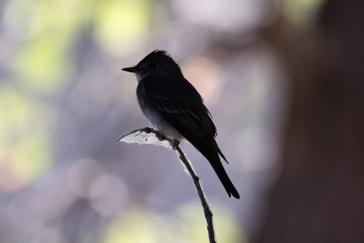 Western Wood-Pewee - Bill Frey