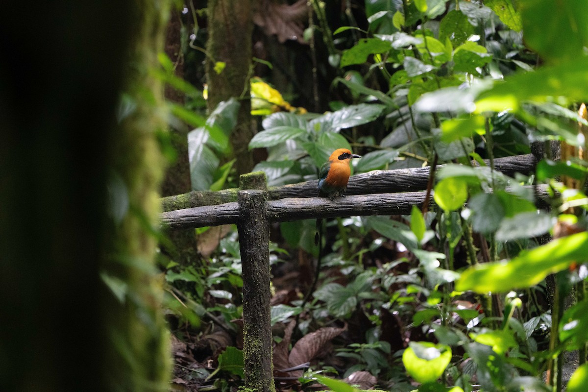 Rufous Motmot - Kyle Arpke