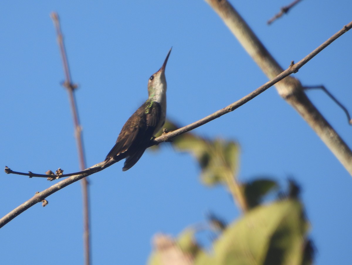 Blaukron-Degenflügel (Yucatándegenflügel) - ML593509481