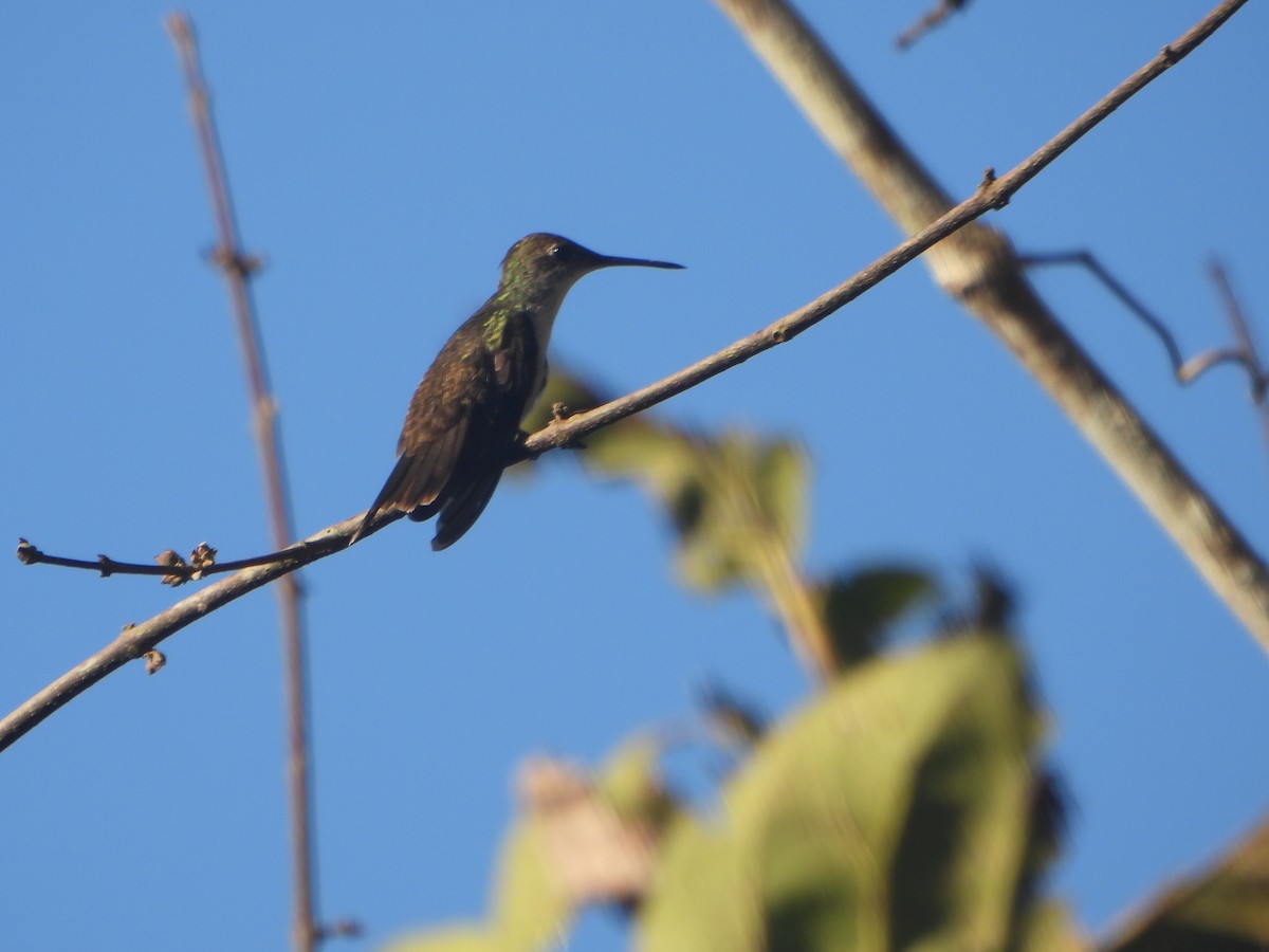 Blaukron-Degenflügel (Yucatándegenflügel) - ML593509491