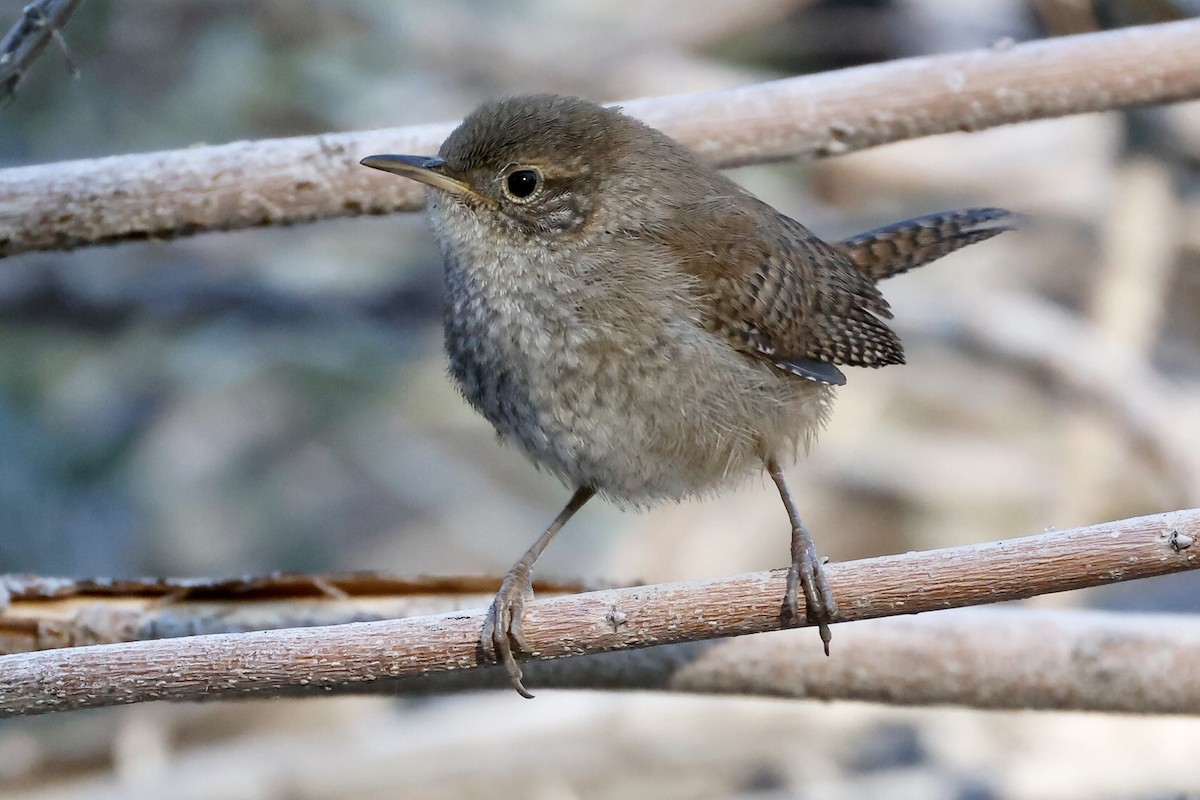 Northern House Wren - ML593509731