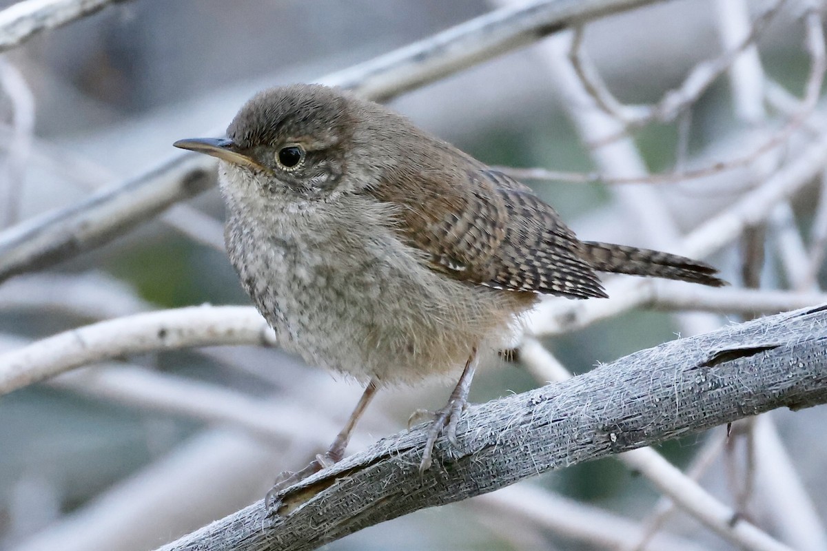 House Wren - Bill Frey