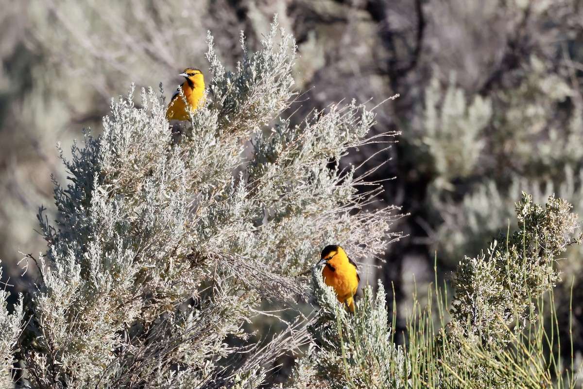 Bullock's Oriole - Bill Frey