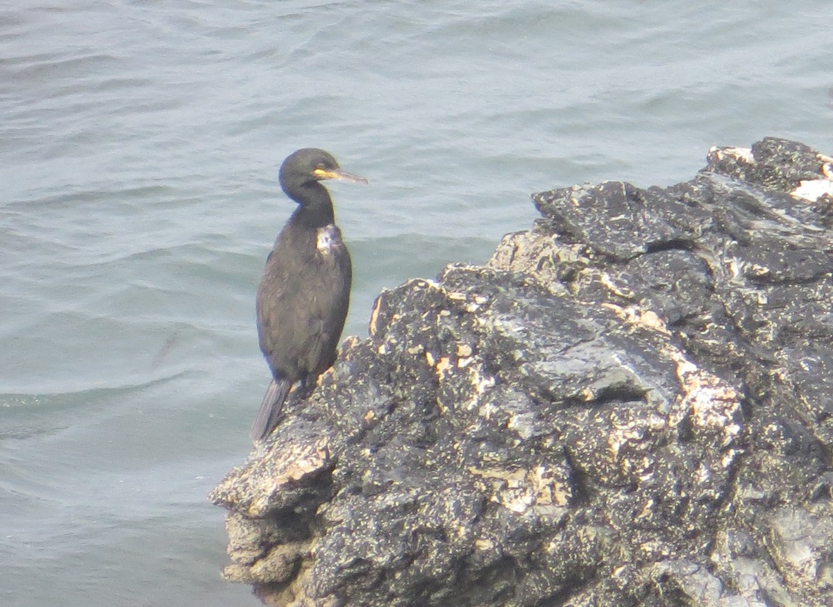 European Shag - ML593510311