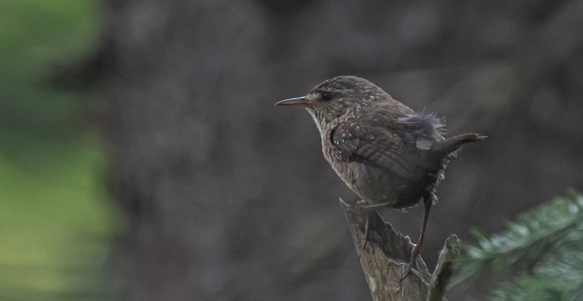 Winter Wren - ML593510641