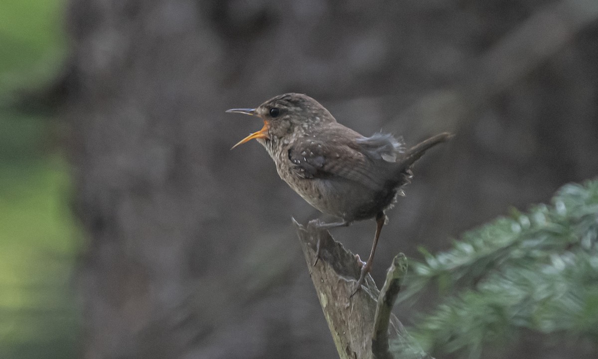 Winter Wren - ML593510651