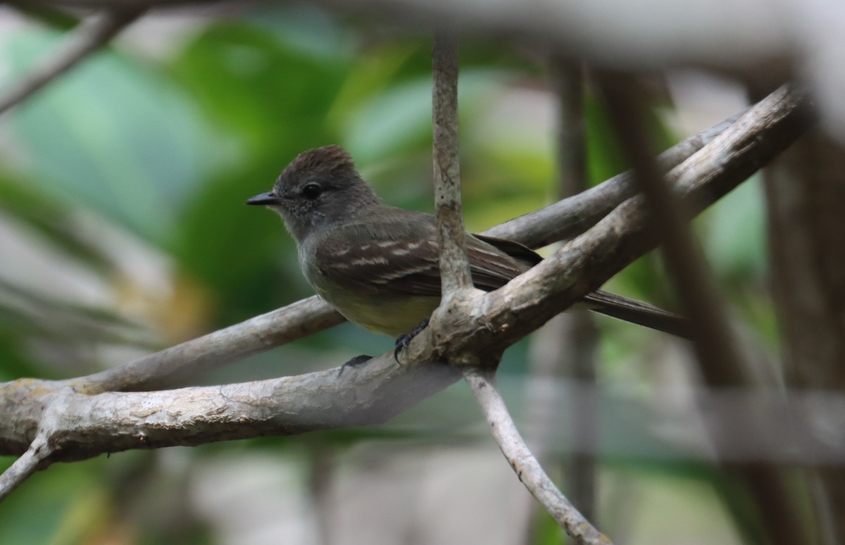 Northern Scrub-Flycatcher - Greg Cook