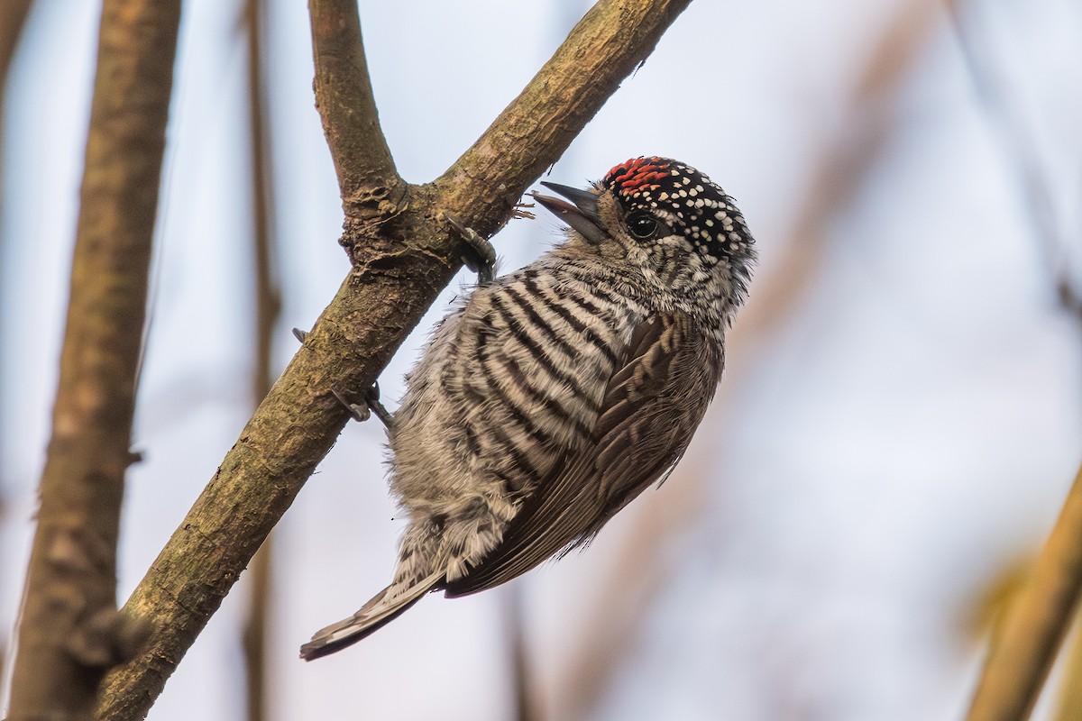 White-barred Piculet - Nicolas Mazzini